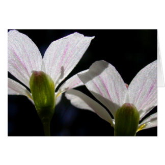 Beautés de ressort : Il y a une fleur…