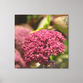 Beautiful Angelica Flower Canvas Afdruk (Voorkant)