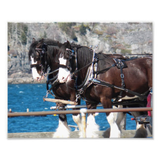 Beautiful Belgian Harness Working Horses Foto Afdruk