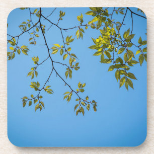 beautiful branch with green and yellow leaves hug bier onderzetter