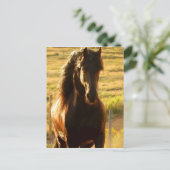BEAUTIFUL FRIESIAN HORSE STALLION POSTCARD BRIEFKAART (Staand voorkant)