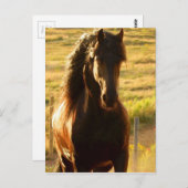 BEAUTIFUL FRIESIAN HORSE STALLION POSTCARD BRIEFKAART (Voorkant / Achterkant)