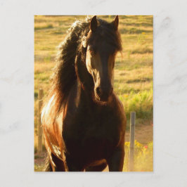 BEAUTIFUL FRIESIAN HORSE STALLION POSTCARD BRIEFKAART