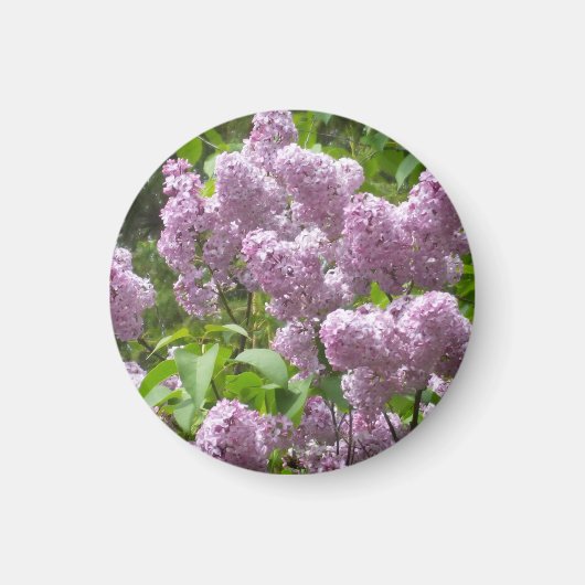 Beautiful Lilac Bush- Magneet (Voorkant)