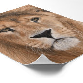 Beautiful Lion Head Poster (Coin)