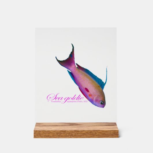 Beautiful nuptial coloring for the Sea goldy  (Recto)