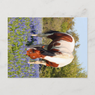 Beautiful Paint Horse in a field of Blue Bonnets Briefkaart