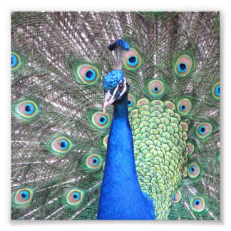 Beautiful Peacock Photo Foto Afdruk