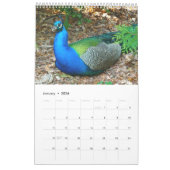 Beautiful Peacocks 2021 Calendrier (Jan 2026)