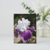 Beautiful Purple and White Iris Design Briefkaart (Staand voorkant)