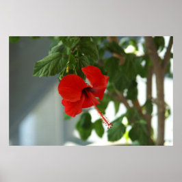 beautiful red flower  poster