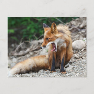 Beautiful red fox with wide open mouth briefkaart