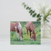 Beautiful Sorrel Gelding Paint Mare Briefkaart (Staand voorkant)