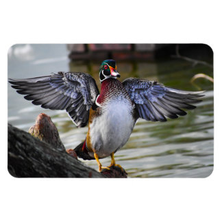 Beautiful Striking Wood Duck Florida Fotografie Magneet