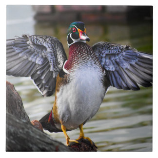 Beautiful Striking Wood Duck Florida Fotografie Tegeltje