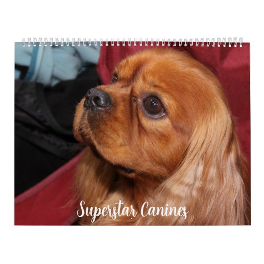 BEAUTIFUL SUPERSTAR CANINE DOGS KALENDER (Hoes)