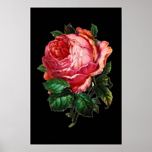 BEAUTIFULE PINK ROSE POSTER (Voorkant)