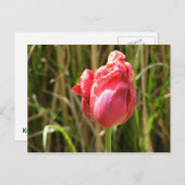 BEAUTIFULE TULIP BRIEFKAART (Voorkant / Achterkant)