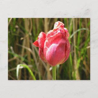 BEAUTIFULE TULIP BRIEFKAART