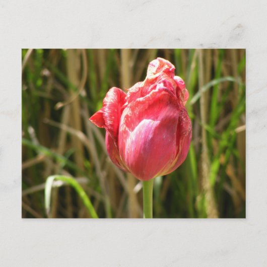 BEAUTIFULE TULIP BRIEFKAART (Voorkant)