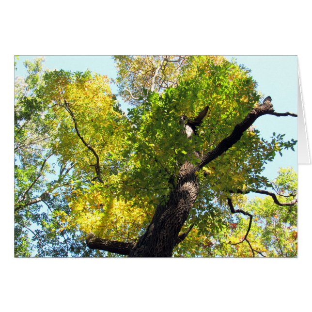 Beauty in NJ (Voorkant Horizontaal)