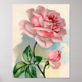 Beauty Roos Roze 8.5x11 Poster niet omlijst