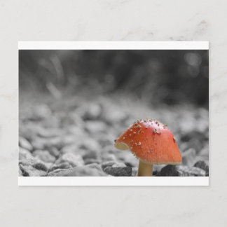Beauty Shroom Briefkaart