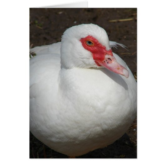 Beauty the Muscovy Hen (Voorkant)