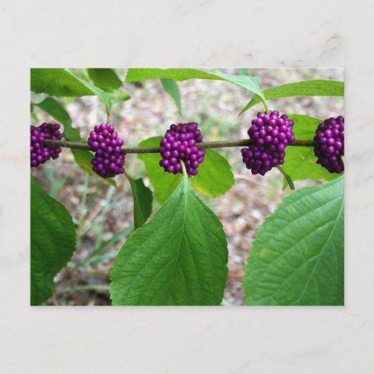 Beautyberry - Verbena Briefkaart (Voorkant)