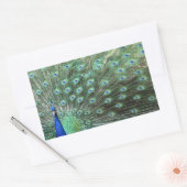 Beaux autocollants Peacock (Enveloppe)