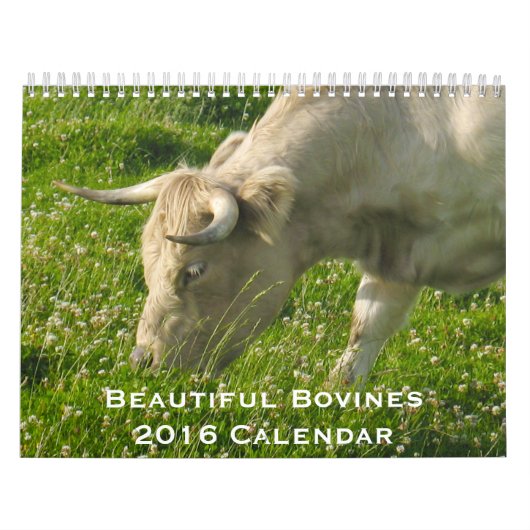Beaux bovins calendrier de 12 mois pour 2016 (Protection)
