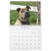 Beaux Bullys Calendrier des Chiens 2020 (Jan 2027)