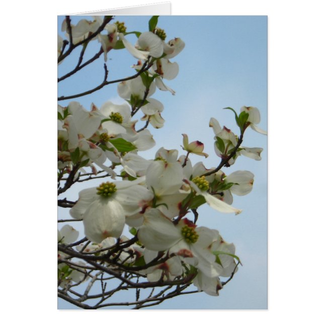 Beaux Chiens (Devant)