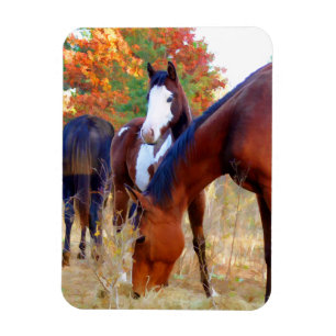 Beaux Magnets de chevaux