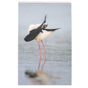 Beaux oiseaux 2023 Calendrier mural