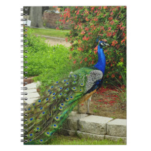 Beaux paon et carnet de fleurs