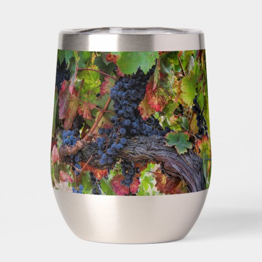 Beaux raisins et vignes (Arrière)