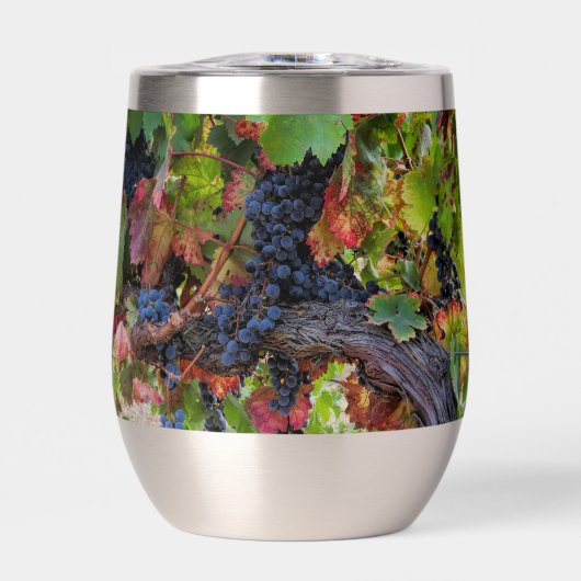 Beaux raisins et vignes (Avant)