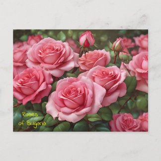 Beaux Roses de la Bulgarie Carte postale