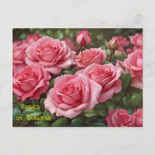 Beaux Roses de la Bulgarie Carte postale (Devant)