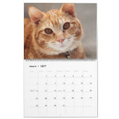 Beaux Tabby Orange 2022 Calendrier (Mar 2027)