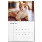 Beaux Tabby Orange 2022 Calendrier (Feb 2027)