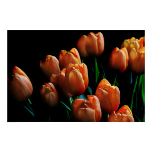 Beaux Tulipes Orange sur Affiche Noire