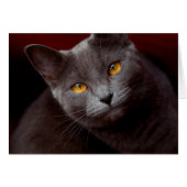 Beaux yeux (Devant Horizontal)