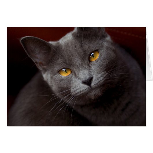 Beaux yeux (Devant Horizontal)