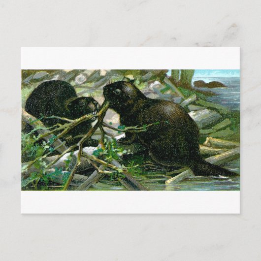 Beaver Briefkaart (Voorkant)