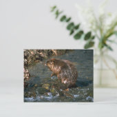 Beaver Briefkaart (Staand voorkant)