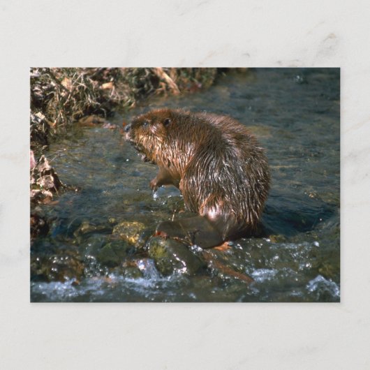 Beaver Briefkaart (Voorkant)
