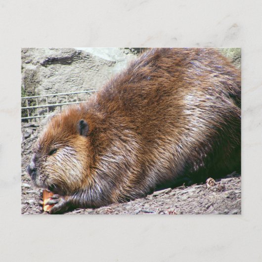 Beaver Briefkaart (Voorkant)