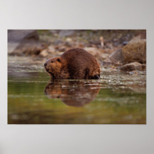 beaver, Castor canadensis, gaat naar een zwemtocht Poster